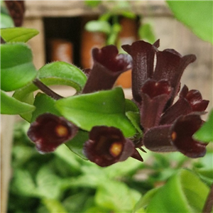 Aeschynanthus Radicans 'Rasta' Hanging Pot